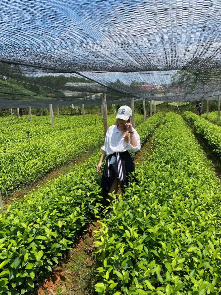 Kể lịch sử chè Thái Nguyên khi bán hàng: dùng mốc có nguồn, kể đúng vùng, không thêu dệt Người hái chè trên vườn chè