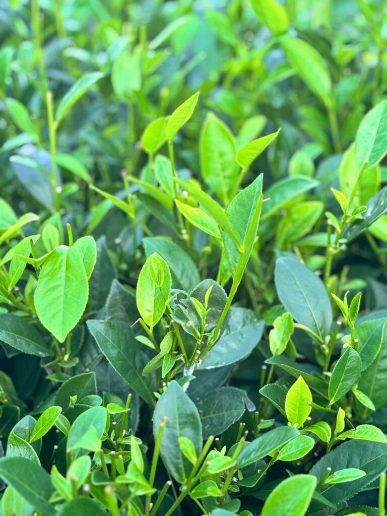 Kiểm tra phạm vi giấy VietGAP khi mua chè số lượng lớn: đọc giấy, so sản lượng, tra hiệu lực Búp chè non trên cây