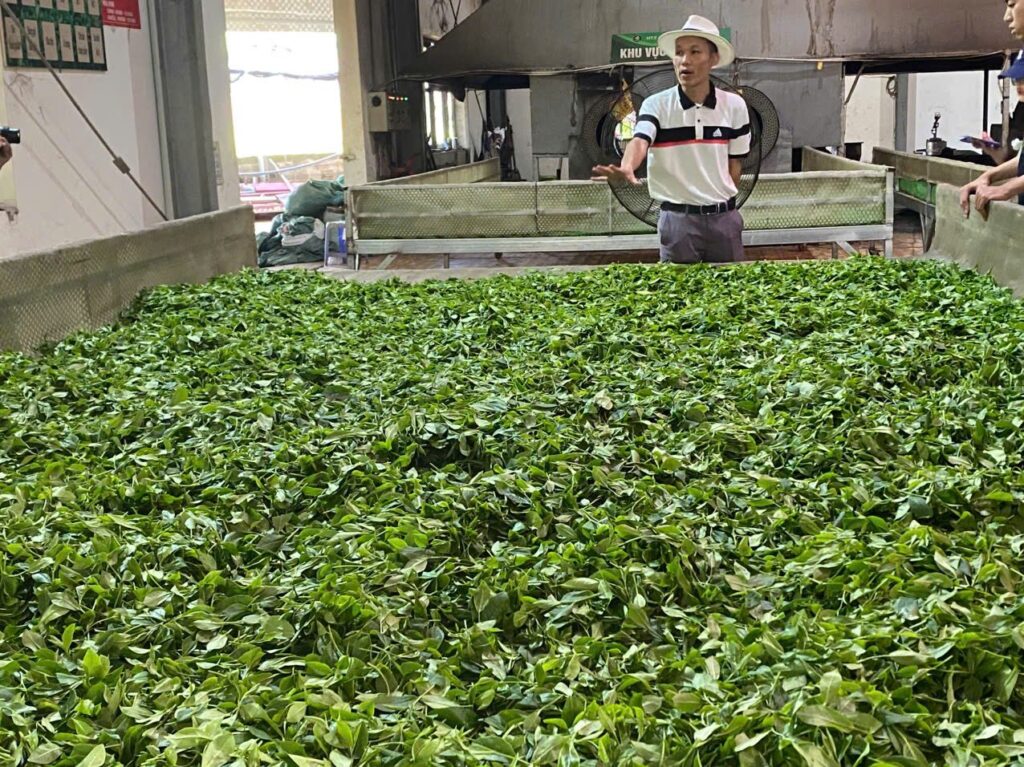 Kiểm tra phạm vi giấy VietGAP khi mua chè số lượng lớn: đọc giấy, so sản lượng, tra hiệu lực Công đoạn chế biến chè tại xưởng