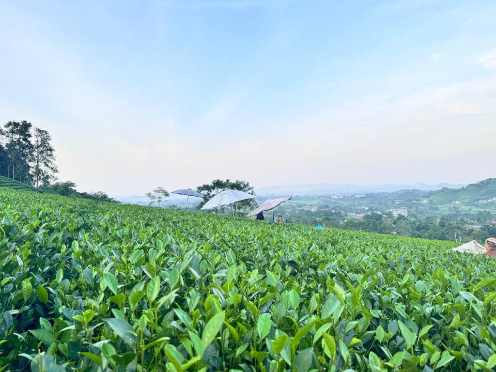 Trà đinh làm được vào lúc nào trong năm và đặt hàng thế nào cho đủ Đồi chè vùng nguyên liệu Thái Nguyên