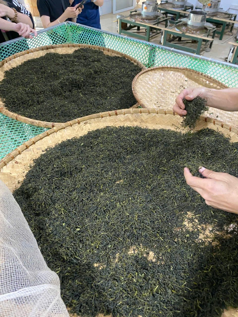 Nia trà khô sau khi sao tại xưởng chế biến của hợp tác xã