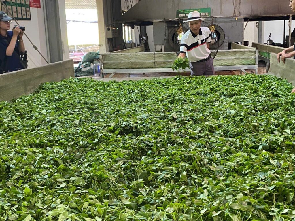 Nhập sản phẩm có sao OCOP về bán: kiểm tra hạn giấy và cách ghi trên kệ, bài đăng Công đoạn chế biến chè tại xưởng