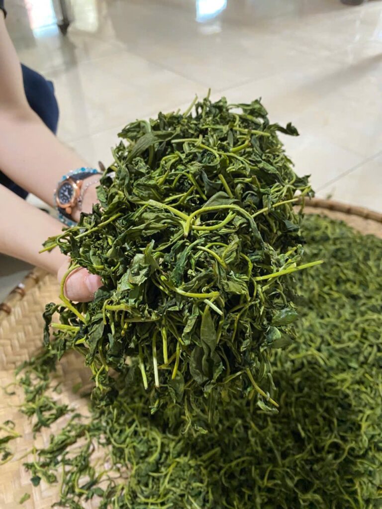 Chè búp tươi vừa hái