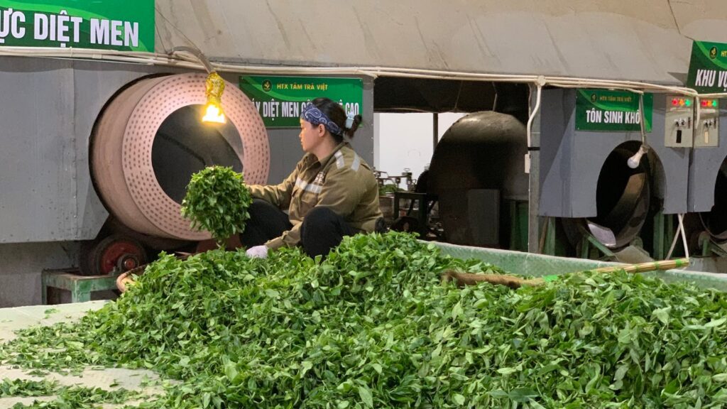 Hợp đồng gia công trà: điều khoản về công thức, mẫu lưu, nhãn và bảo mật Công đoạn chế biến chè tại xưởng