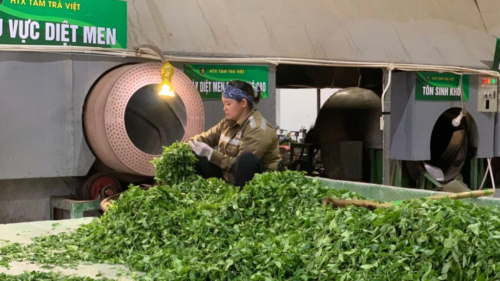 Công đoạn chế biến chè tại xưởng
