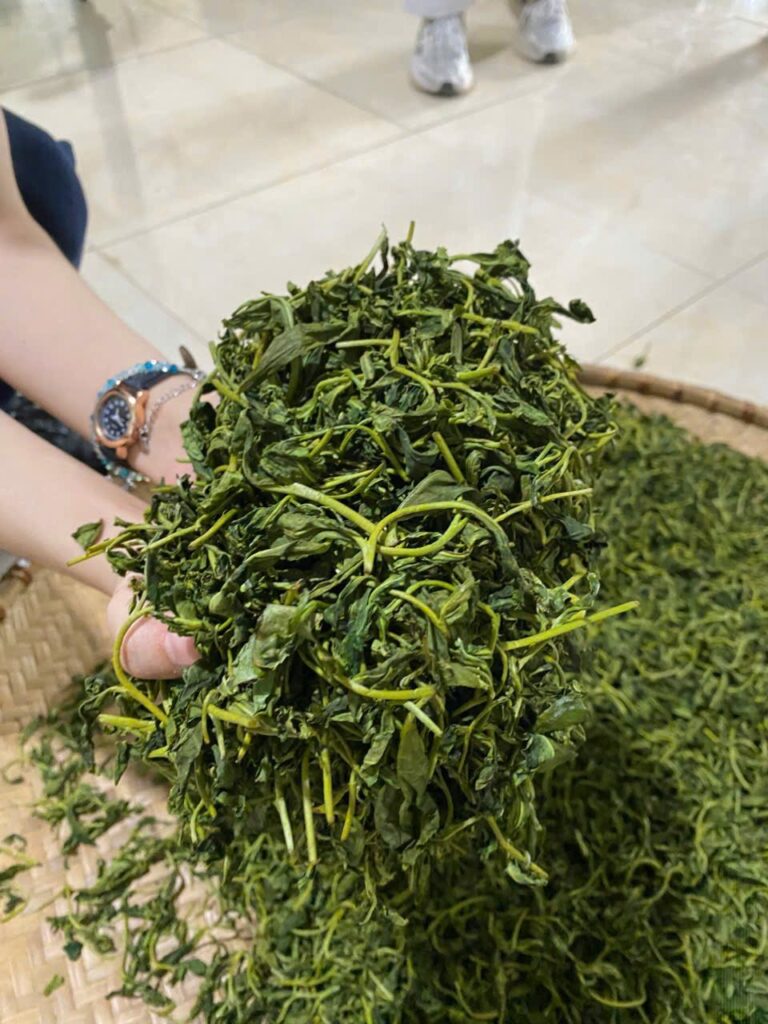 Chè búp tươi vừa hái