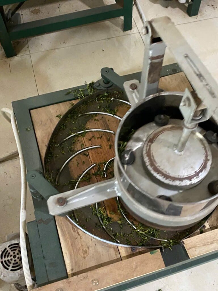 Đánh giá xưởng chè của nhà cung cấp: 12 điểm kiểm tại chỗ và cách chấm Công đoạn chế biến chè tại xưởng