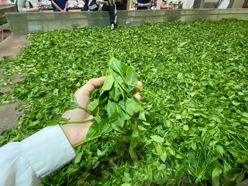 Bốc búp chè tươi trên dàn làm héo