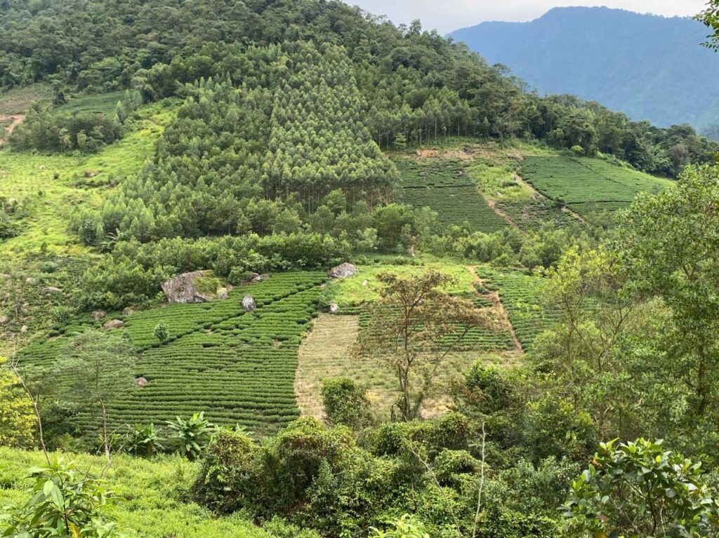 Nguồn chè thay đổi theo mùa: người mua sỉ lên kế hoạch thế nào Đồi chè vùng nguyên liệu Thái Nguyên