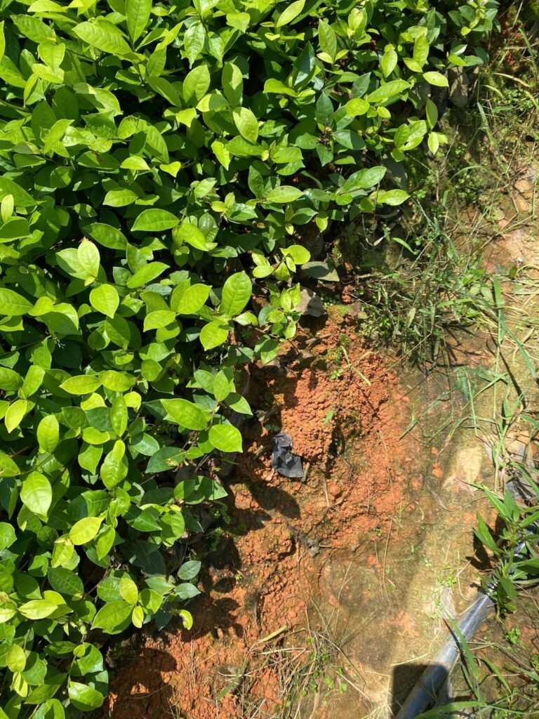 Mùa mưa bão và nguồn cung chè: 4 mốc và cách giữ hàng Đồi chè vùng nguyên liệu Thái Nguyên