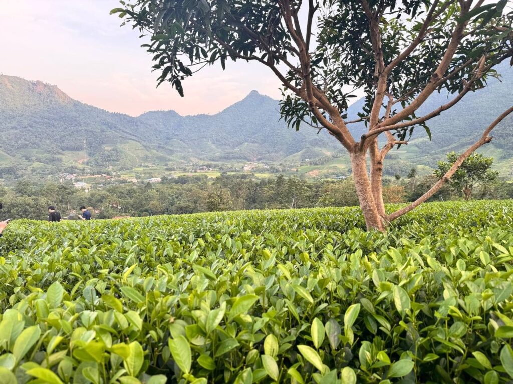 Vụ chè trong năm: vụ nào cho hàng gì, giá lệch ra sao Đồi chè vùng nguyên liệu Thái Nguyên