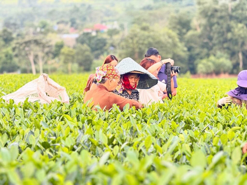 Người hái chè trên vườn chè
