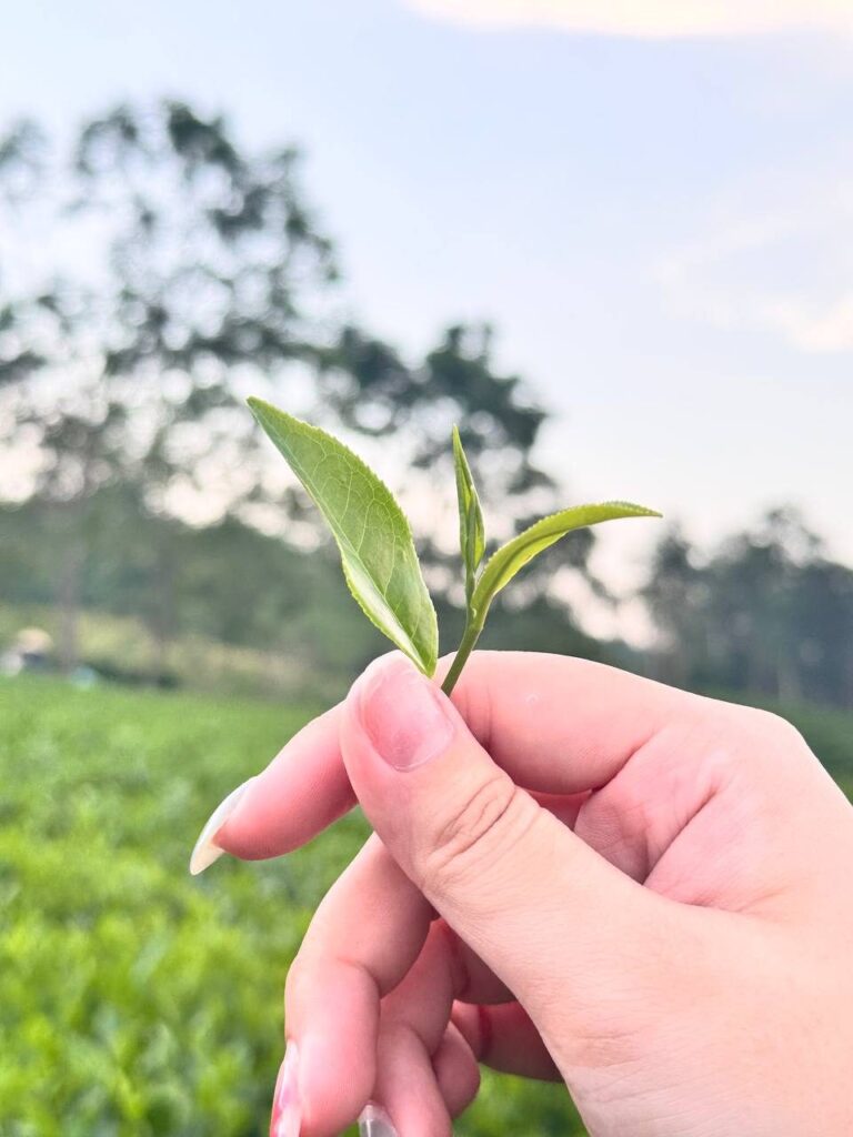 Lịch nhập trà cả năm cho đại lý: tháng nào chốt hàng, tháng nào trữ, tháng nào bán tồn Búp chè non trên cây
