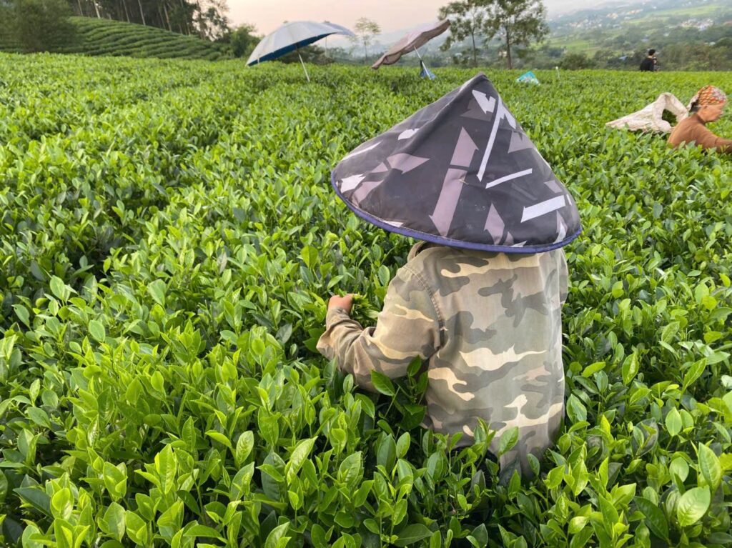 Đặt trước trà đinh cho mùa quà: vì sao sản lượng có hạn, 5–6 vụ mỗi năm và cách chốt lượng Người hái chè trên vườn chè