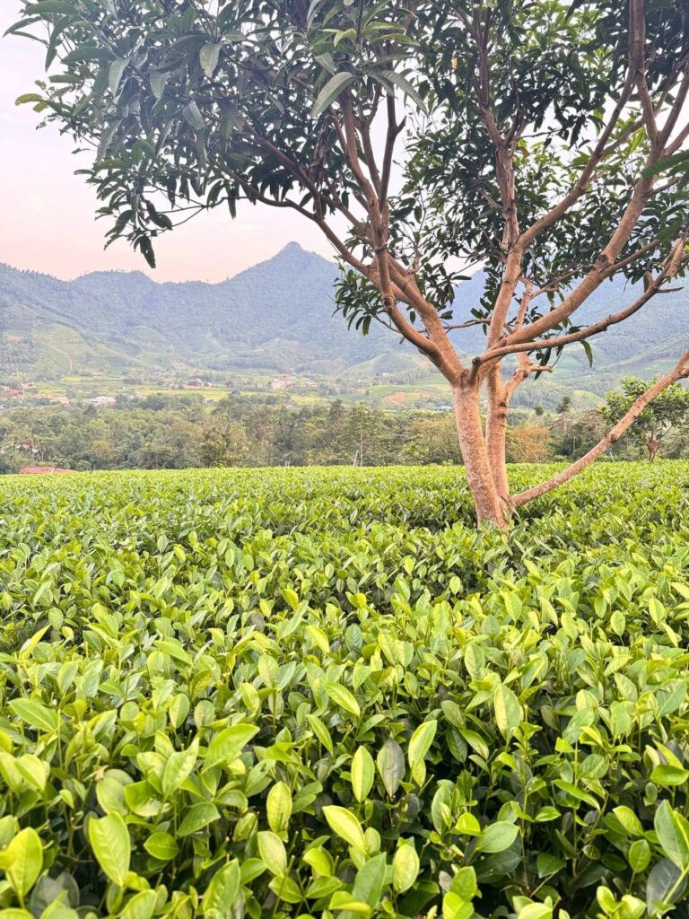 Trà đinh trong cơ cấu hàng: ai mua và nên nhập bao nhiêu Đồi chè vùng nguyên liệu Thái Nguyên