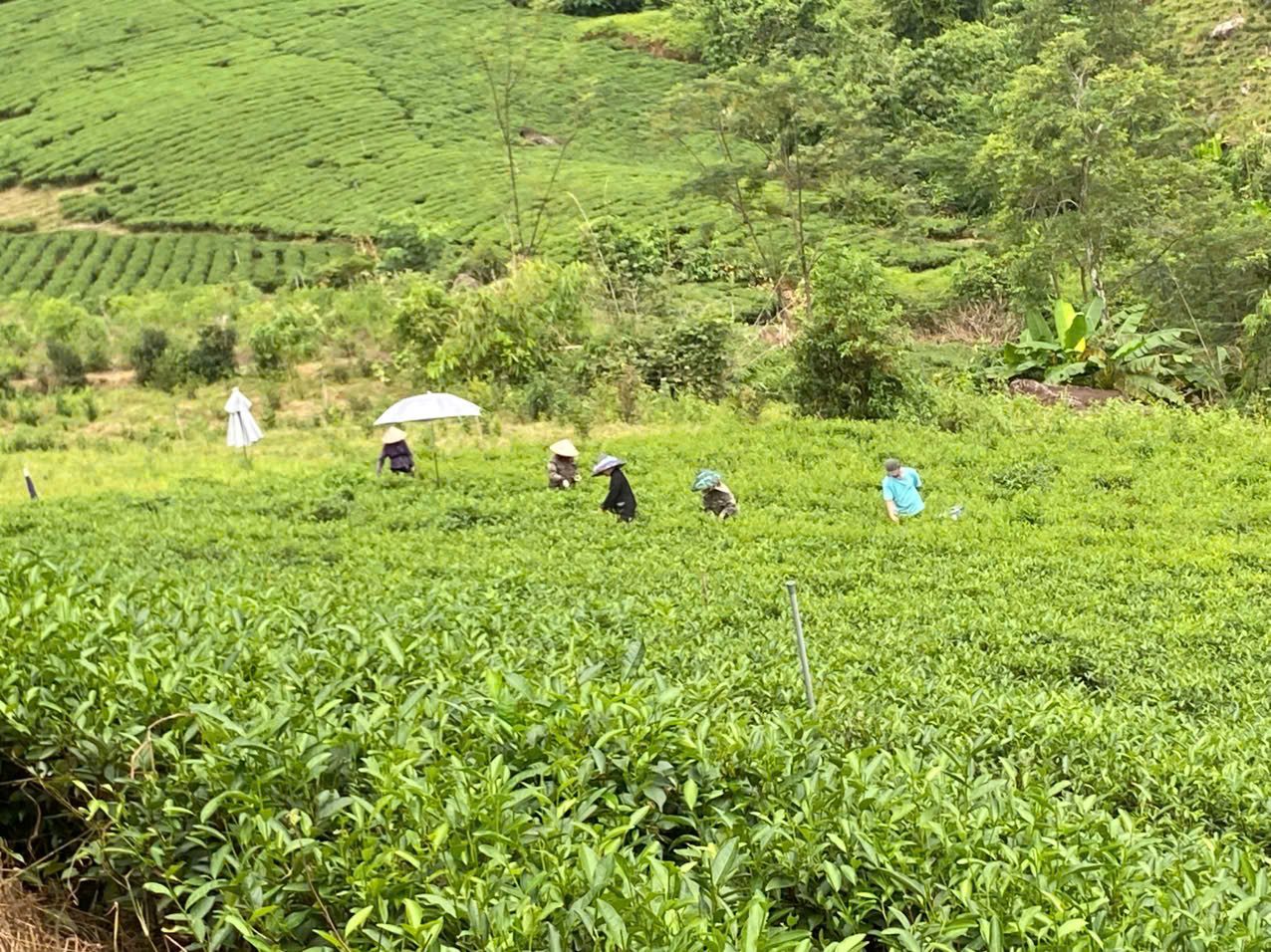 Mở đại lý trà Thái Nguyên ở Đồng Nai: bán qua quy trình và bài toán vốn lưu động Trà xanh Đại Từ đóng gói cho đại lý trà Thái Nguyên ở Đồng Nai