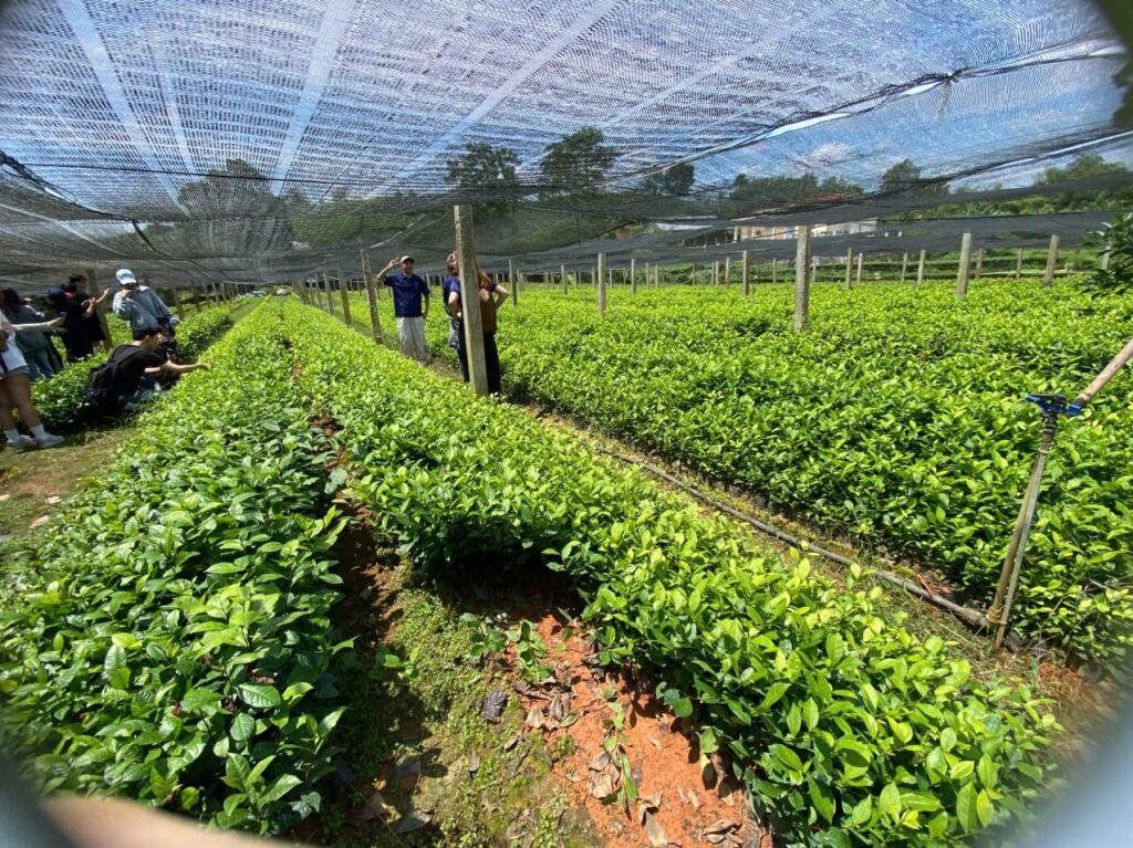 Trà sạch, VietGAP và các cách gọi khác: đọc hồ sơ nhà cung cấp cho đúng Đồi chè vùng nguyên liệu Thái Nguyên