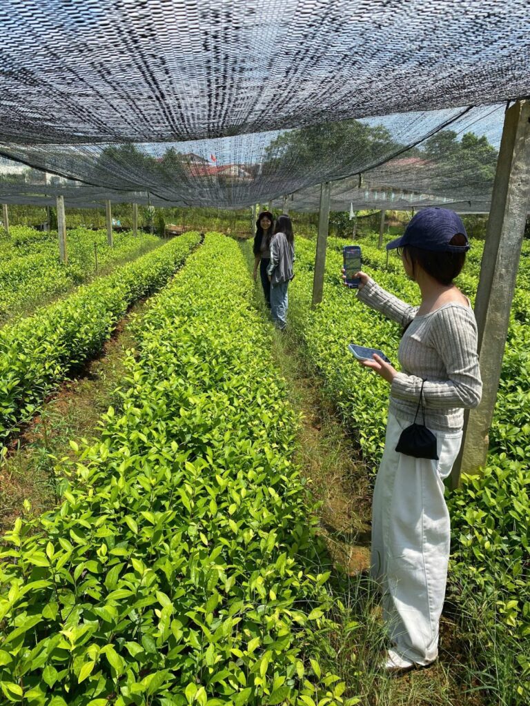 Nhật ký canh tác và hồ sơ lô chè: đối tác lớn nên xem những gì Người hái chè trên vườn chè