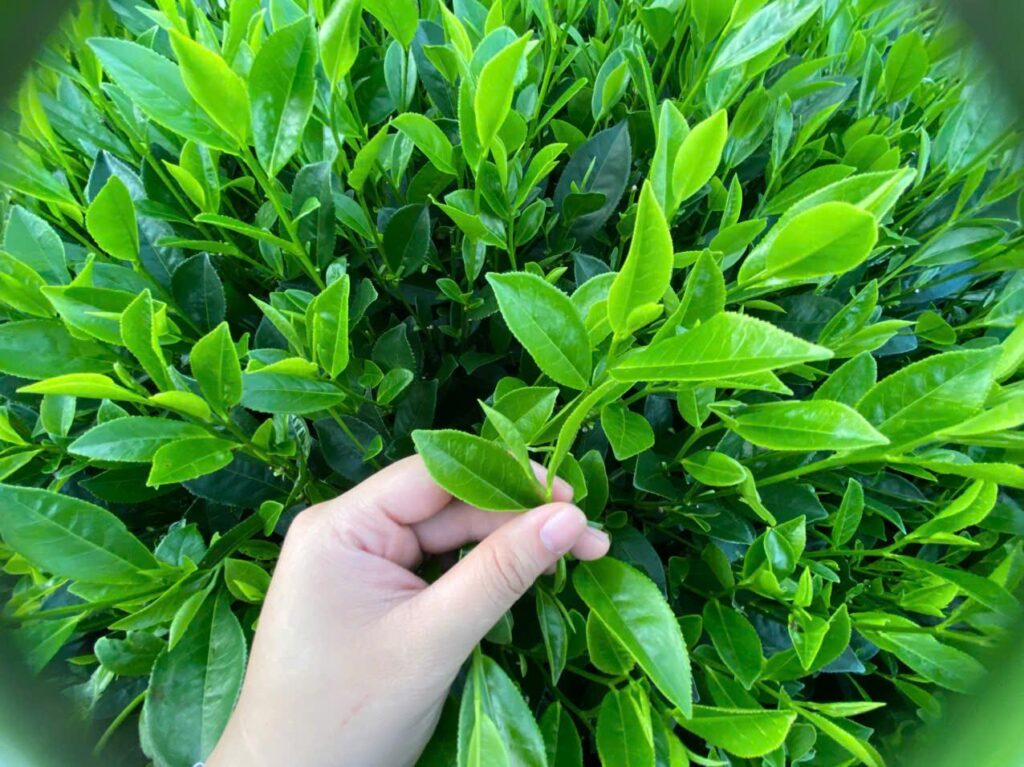Phục vụ dòng nõn tại quầy: pha và giới thiệu Búp chè non trên cây