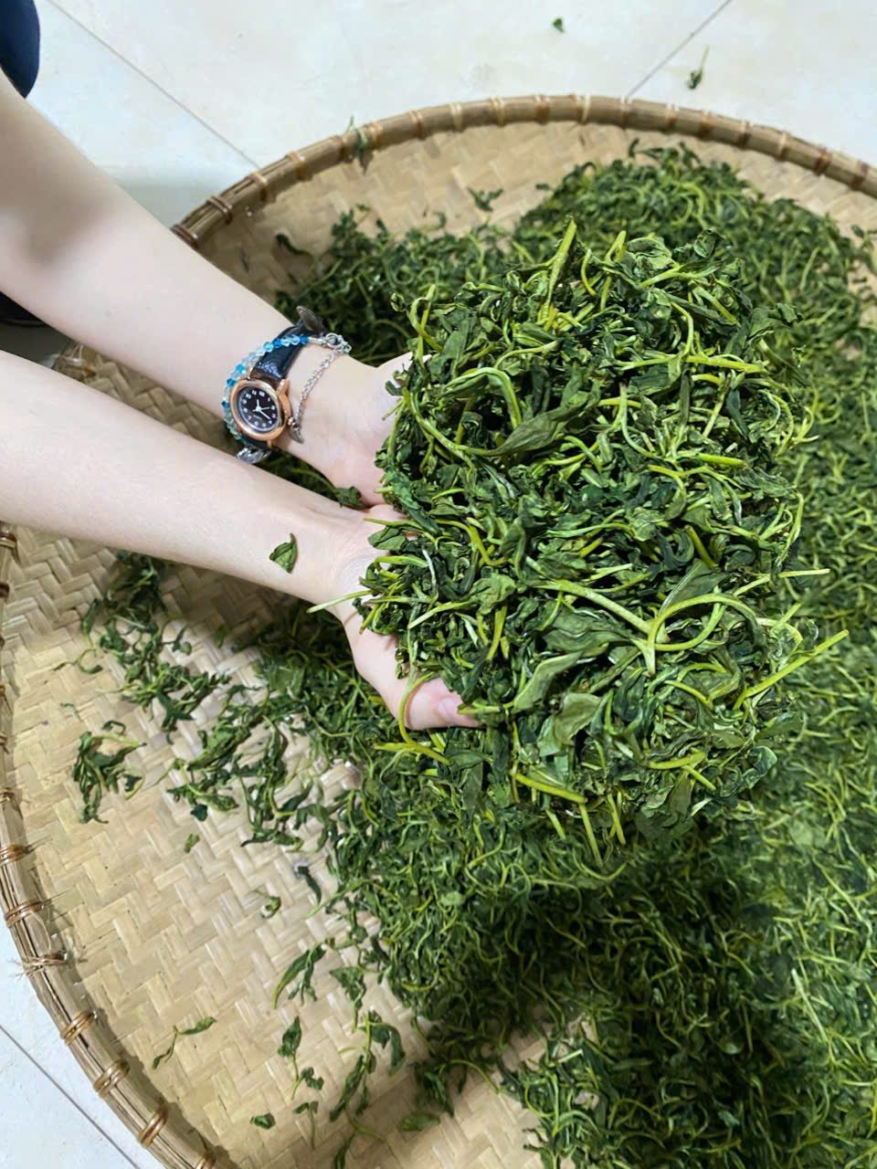 Chè búp tươi vừa hái