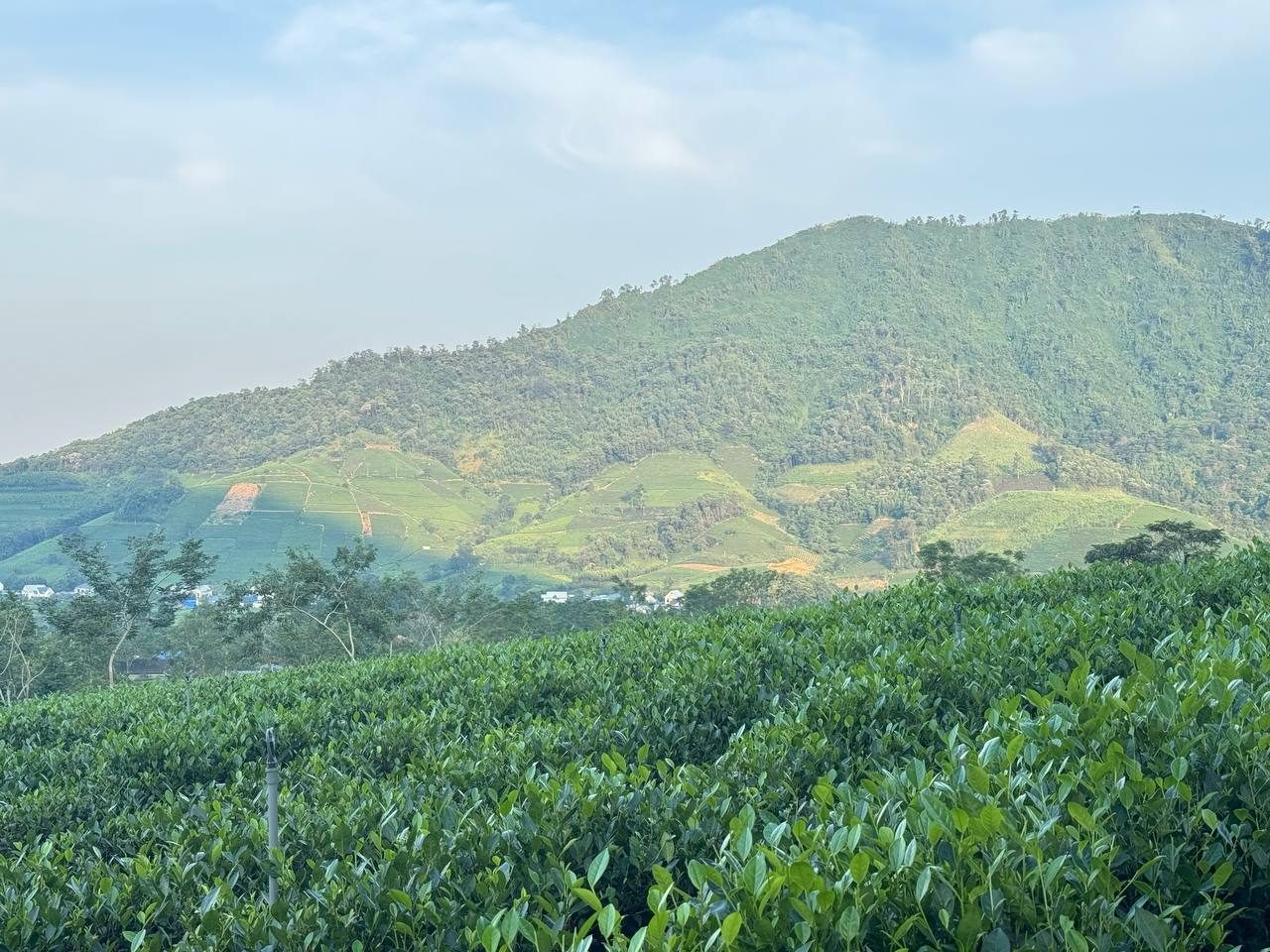 Đồi chè vùng nguyên liệu Thái Nguyên