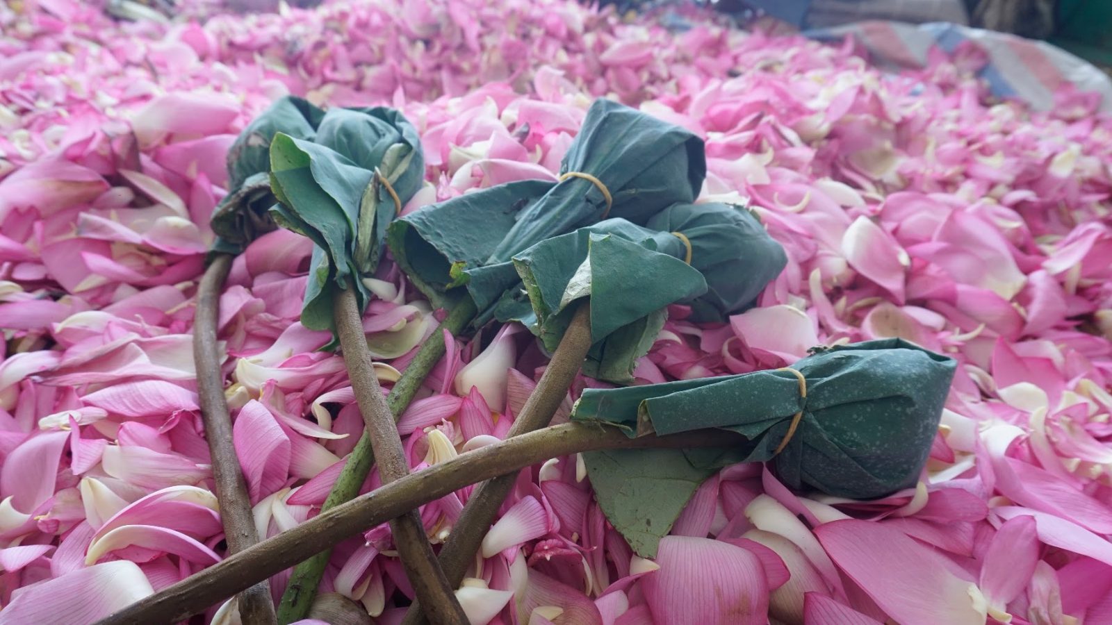 Bông sen bọc lá sen giữa cánh sen