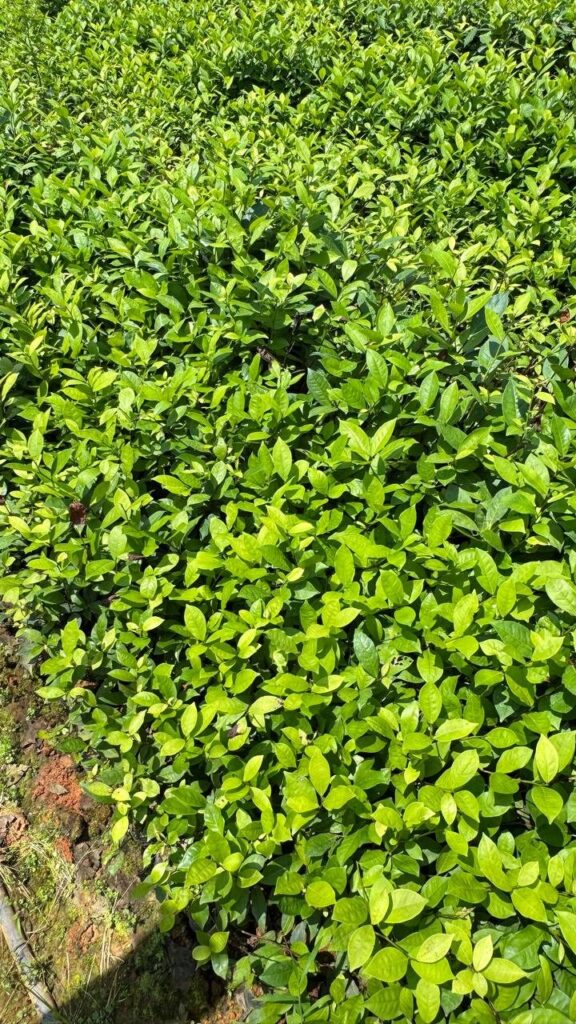 Đồi chè vùng nguyên liệu Thái Nguyên