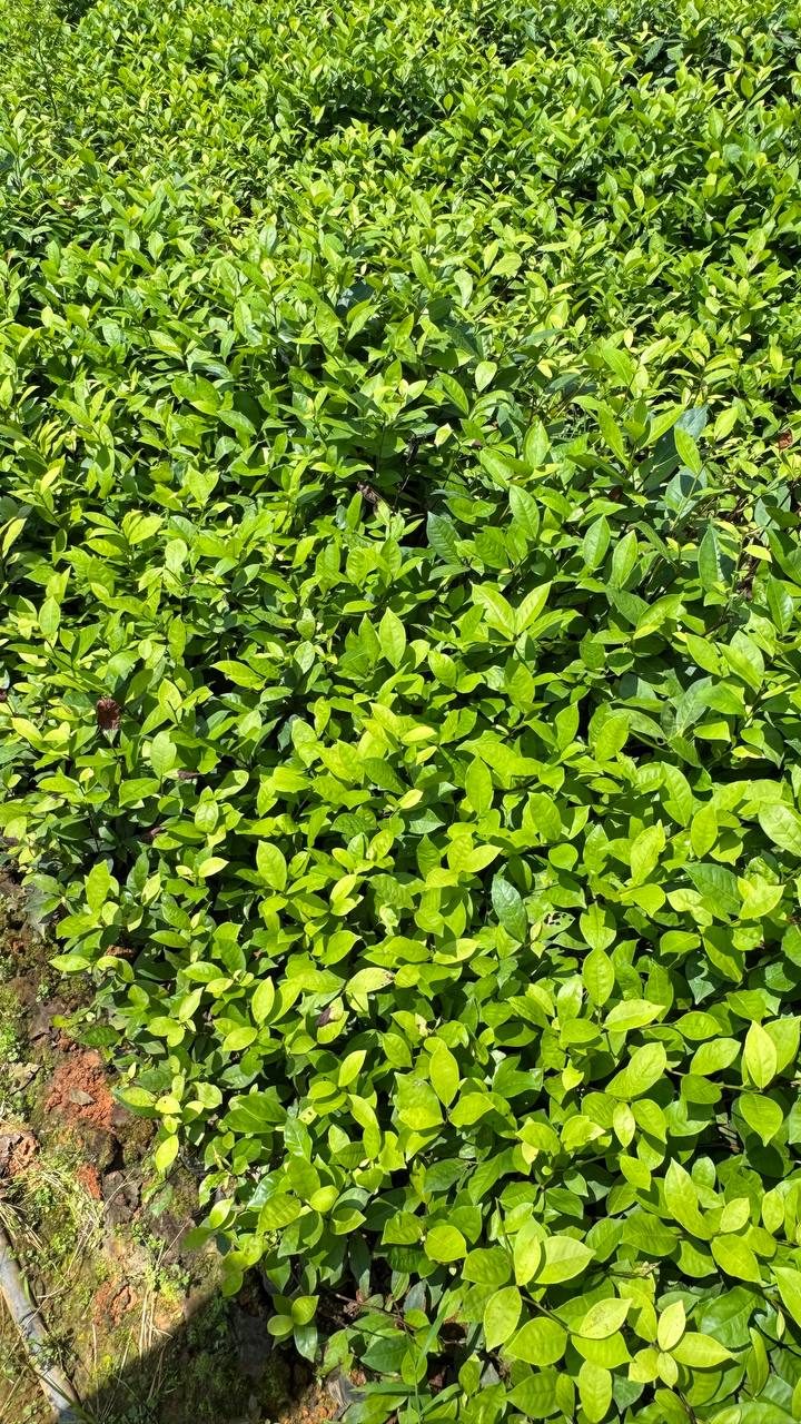 Đồi chè vùng nguyên liệu Thái Nguyên