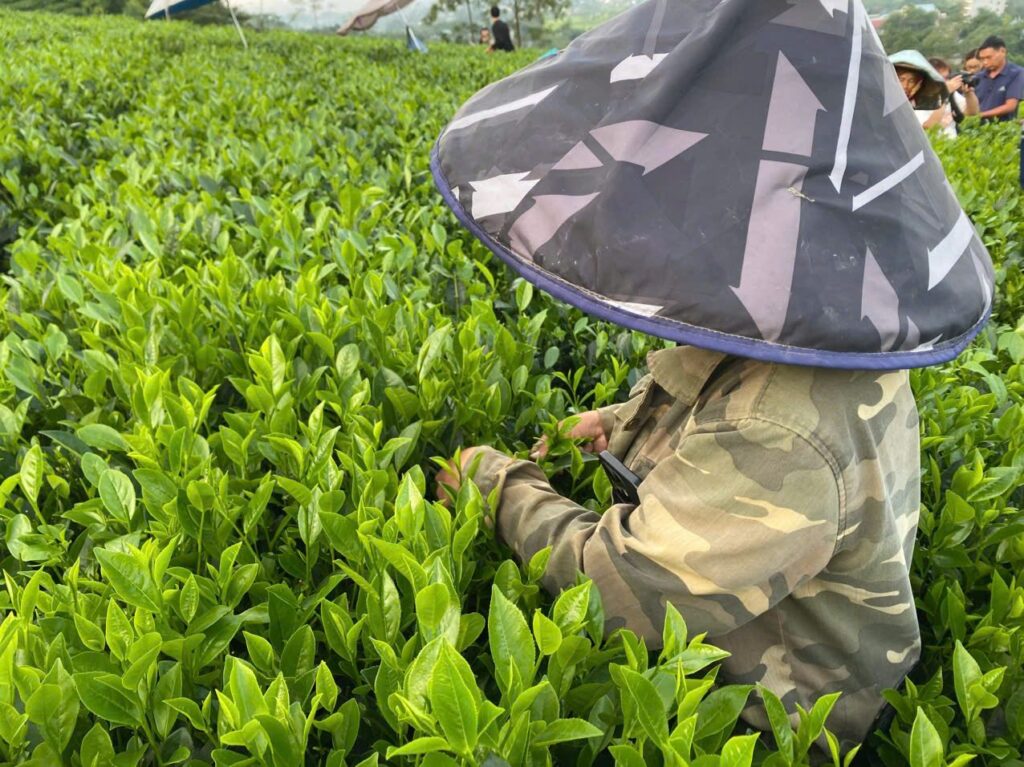 Quà tặng xanh doanh nghiệp: trà rõ vùng trồng, bao bì giấy và hộp thiếc dùng lại Người hái chè trên vườn chè
