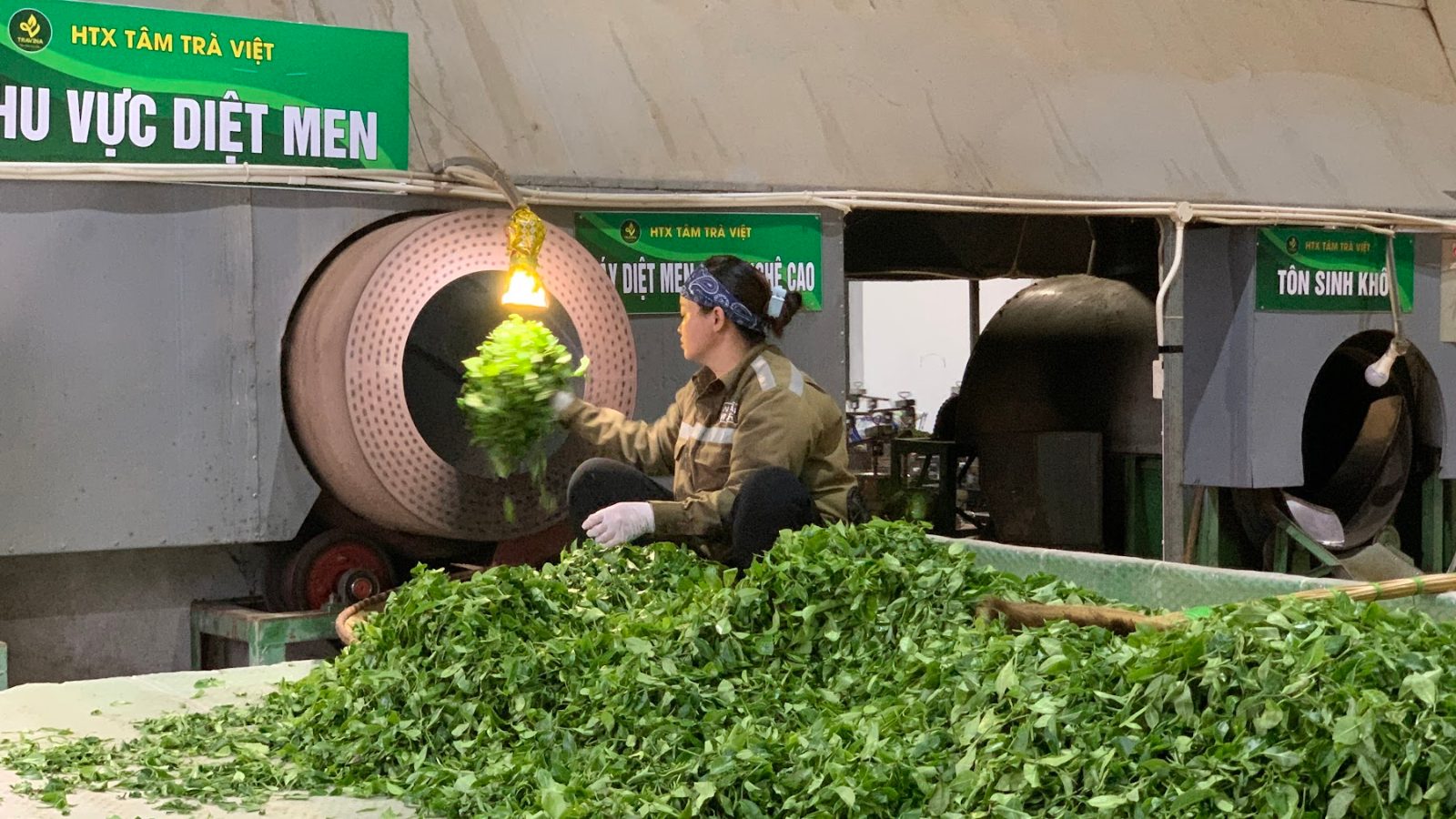 Nguồn hàng trà Thái Nguyên: 6 rủi ro và bảng kiểm trước khi lấy Xưởng chế biến tập trung - gốc của nguồn hàng trà Thái Nguyên ổn định