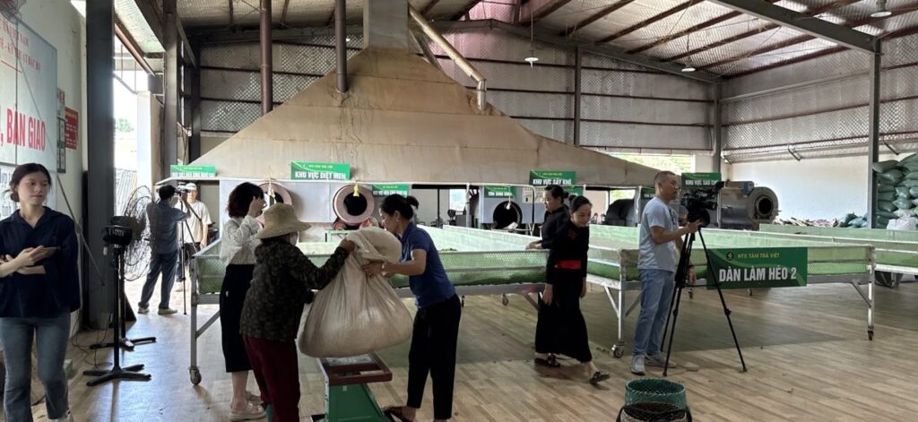 Kế hoạch kinh doanh cửa hàng trà 12 tháng đầu: mẫu dòng tiền tự điền và cách tính hoà vốn Công đoạn chế biến chè tại xưởng