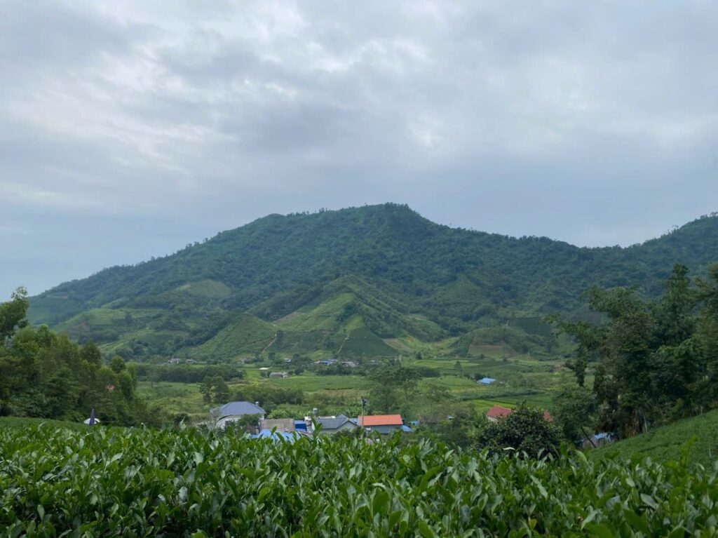 Đồi chè vùng nguyên liệu Thái Nguyên