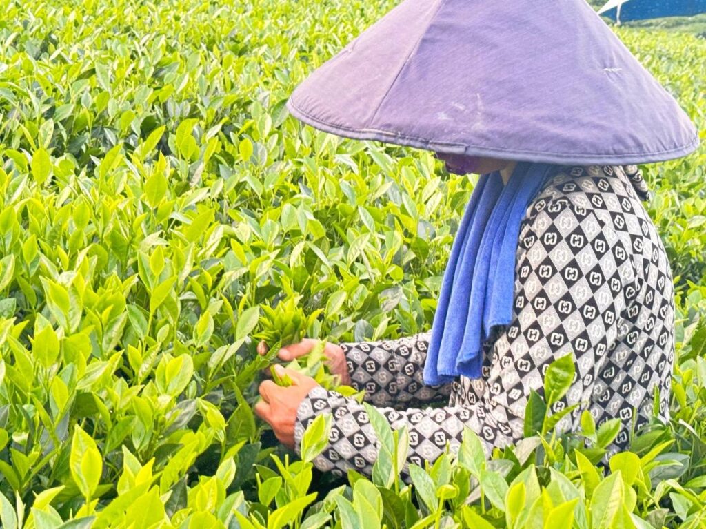 Người hái chè trên vườn chè