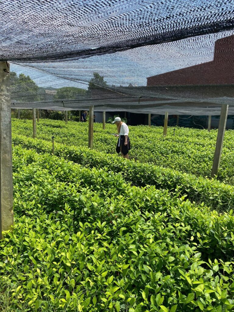 Chụp ảnh sản phẩm trà để bán online: cánh trà, màu nước, bao bì và ảnh so sánh Móc Câu với trà đinh Người hái chè trên vườn chè