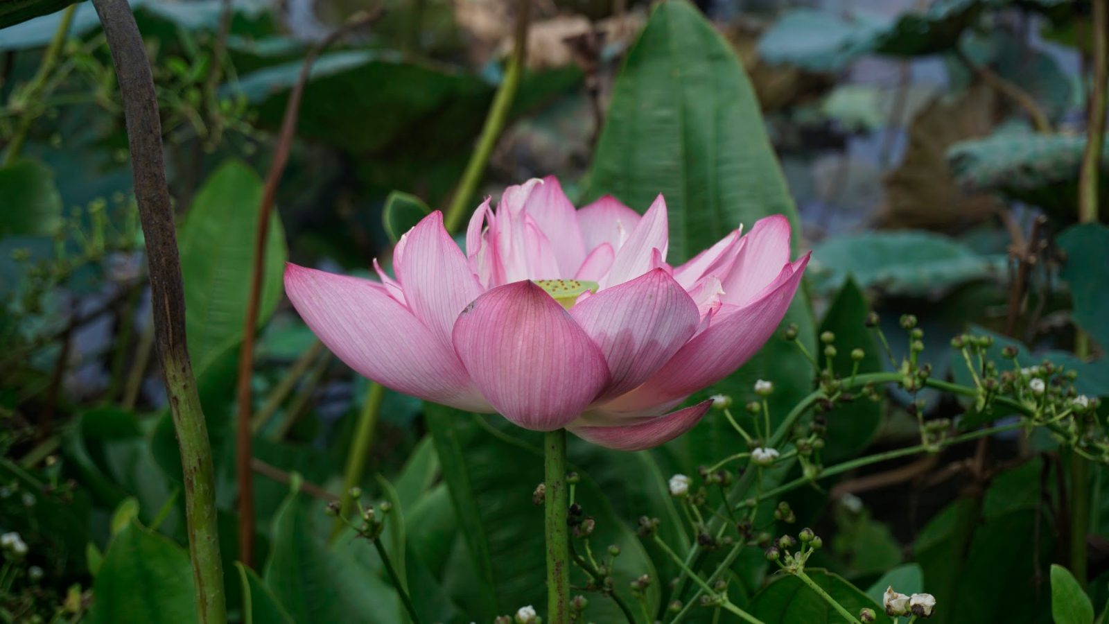Hoa sen hồng nở trong đầm
