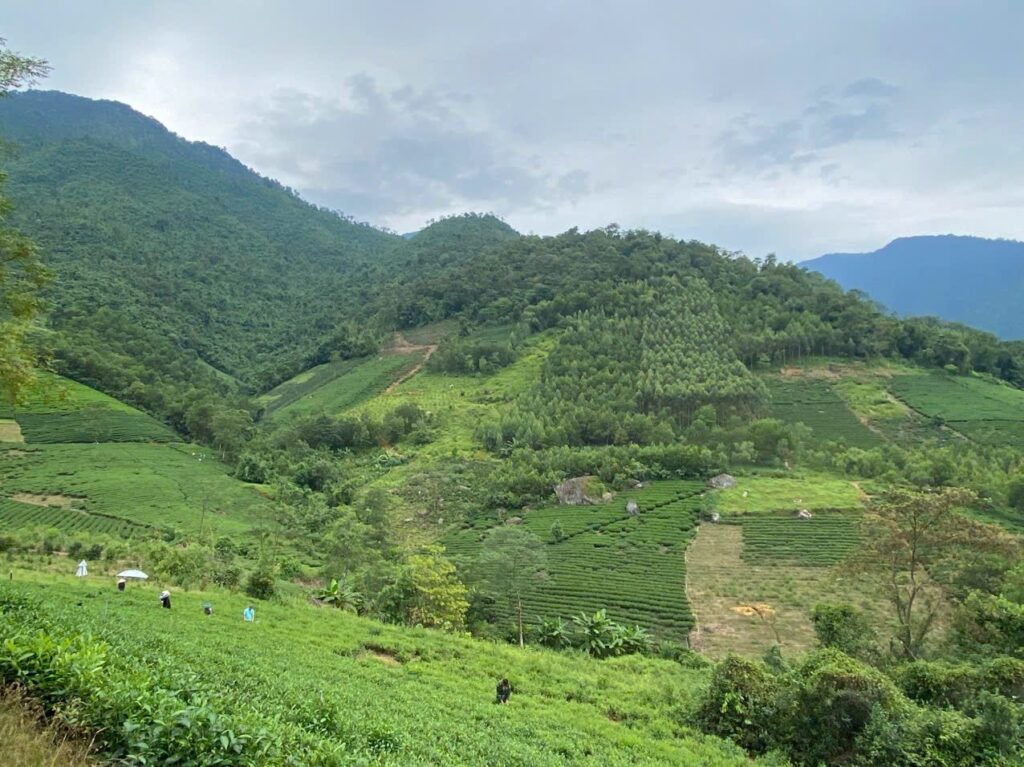 Đồi chè vùng nguyên liệu Thái Nguyên