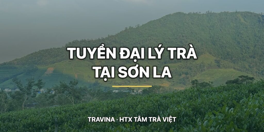 Sơn La nhập trà Thái Nguyên: 4 nhóm khách và 3 mức vốn kệ hàng htx tuyen dai ly tra son la vung che dai tu
