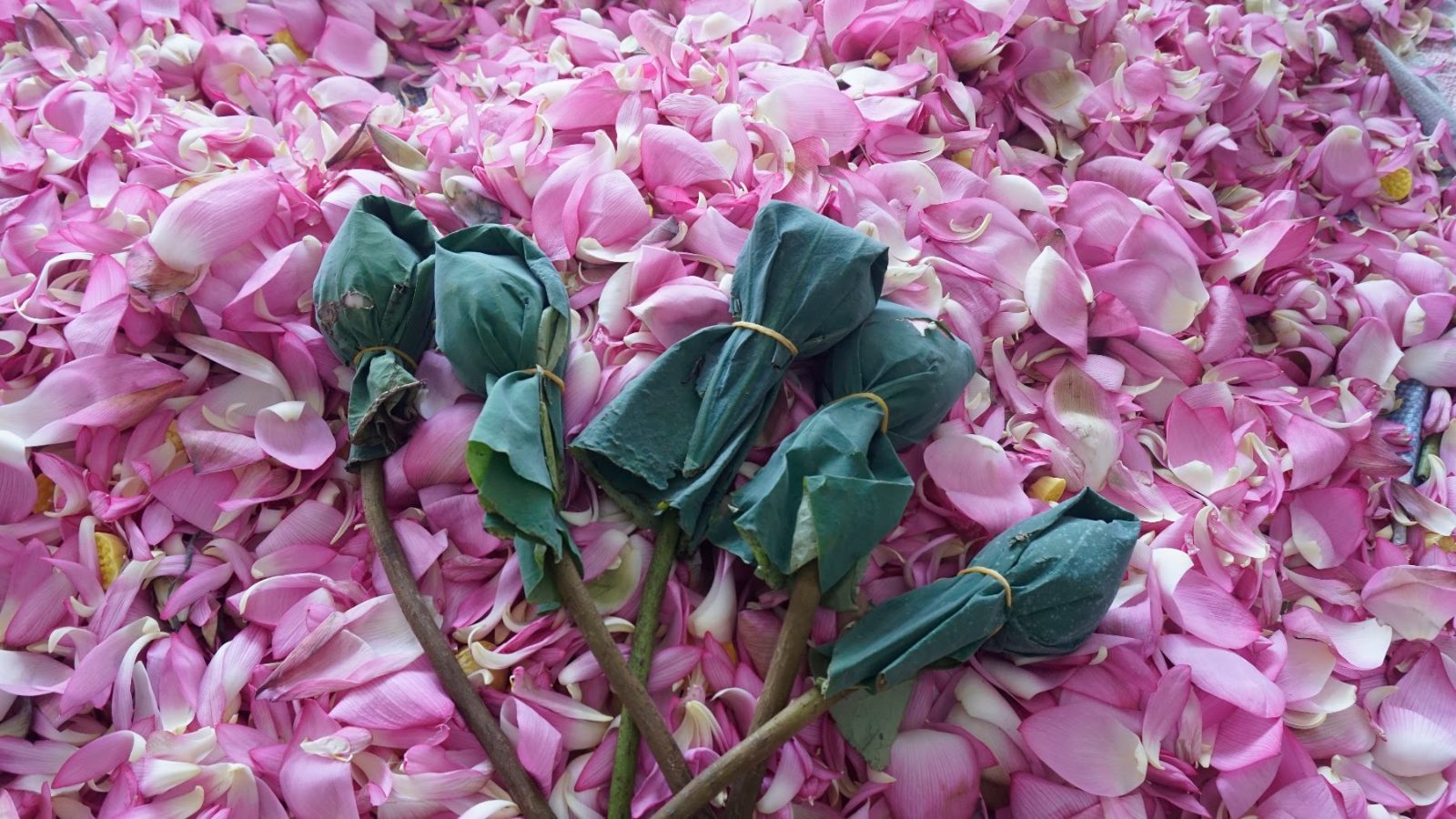 Bông sen bọc lá sen giữa cánh sen
