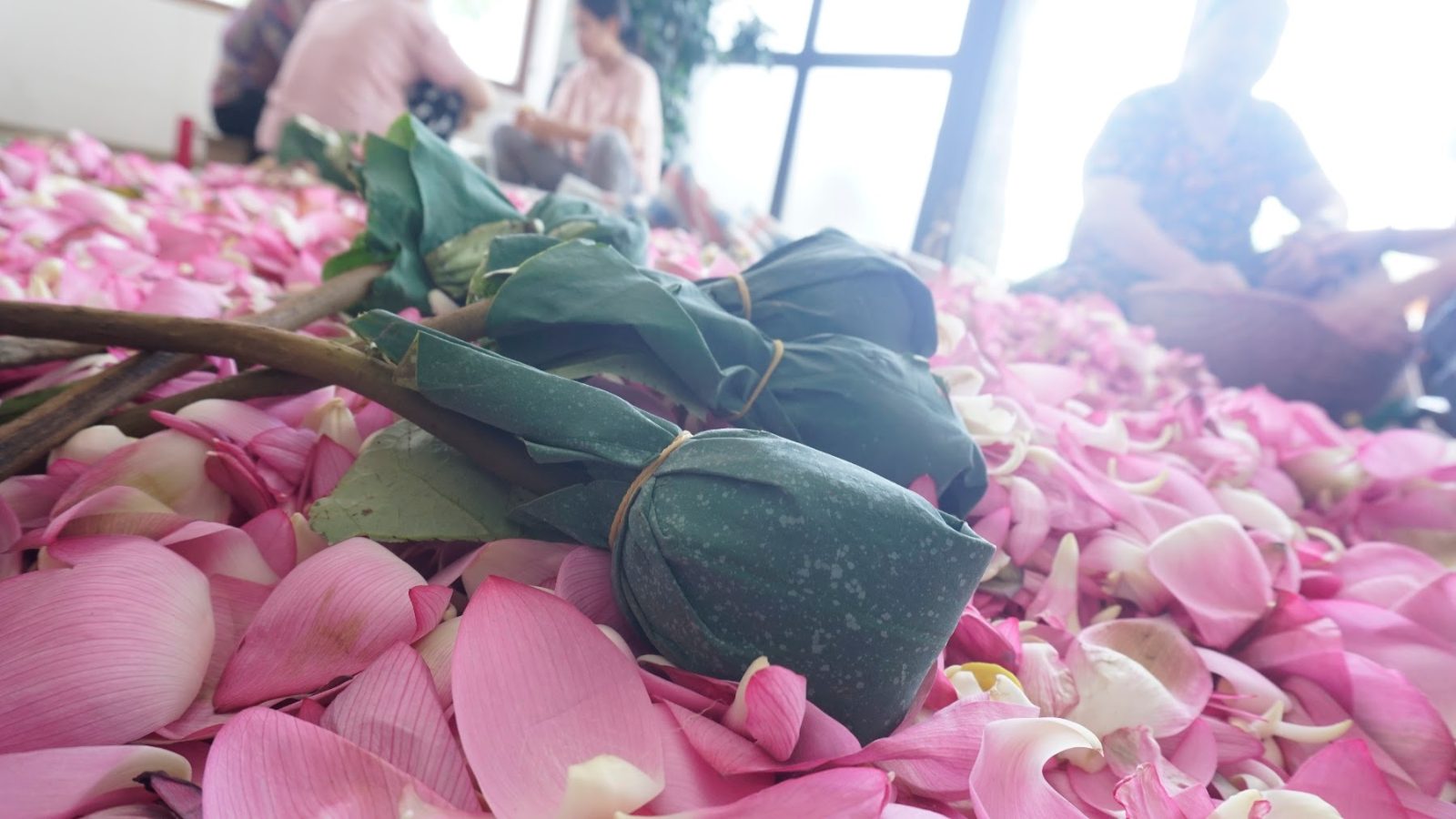 Bông sen bọc lá sen giữa cánh sen