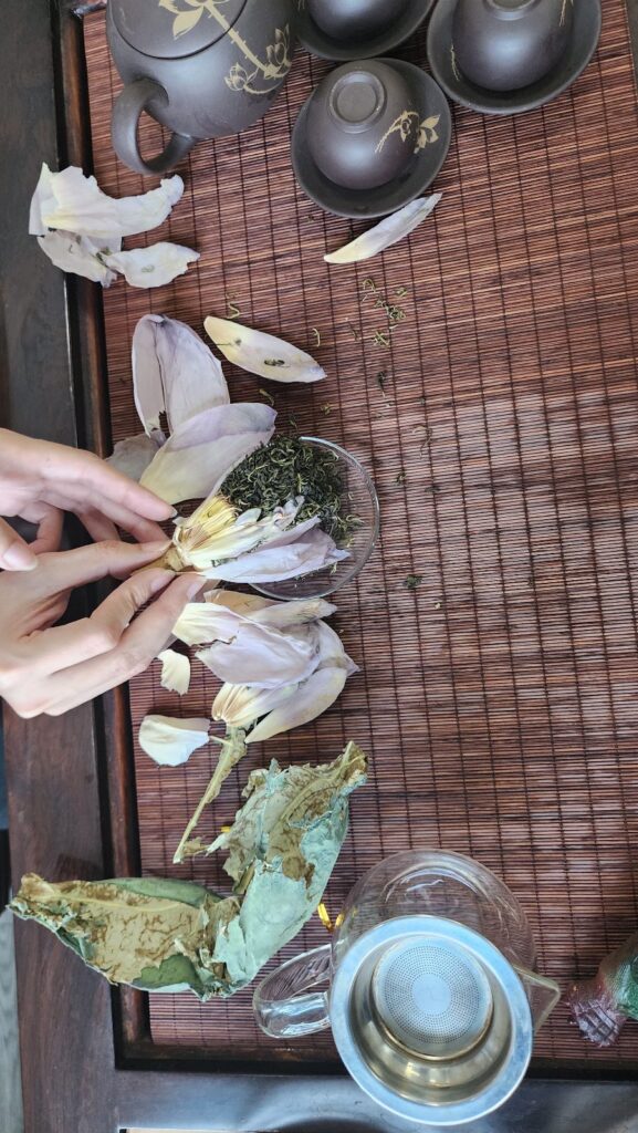 Cho trà vào bông sen khi ướp trà sen