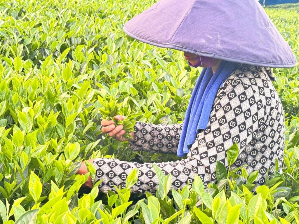 Xã viên đội nón hái chè trên vườn