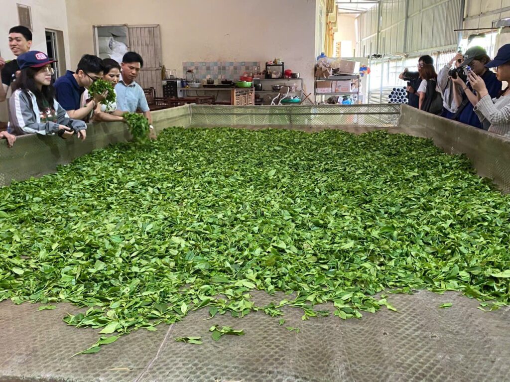 Công đoạn chế biến chè tại xưởng