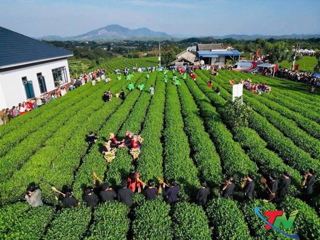 Mang Trà Sạch 6 Không đi hội: TRAVINA tại Triển lãm 80 năm, Hương sắc danh trà và đền Thần Nông Toàn cảnh lễ hội trà tại xã La Bằng, Đại Từ, Thái Nguyên nhìn từ trên cao, bà con và du khách đứng kín các luống chè