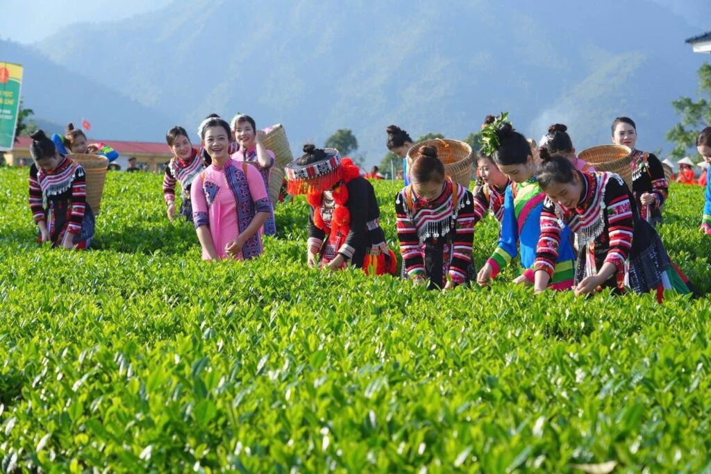 Mang Trà Sạch 6 Không đi hội: TRAVINA tại Triển lãm 80 năm, Hương sắc danh trà và đền Thần Nông Bà con các dân tộc trong trang phục truyền thống trình diễn hái chè trên nương chè tại lễ hội trà La Bằng, Đại Từ, Thái Nguyên