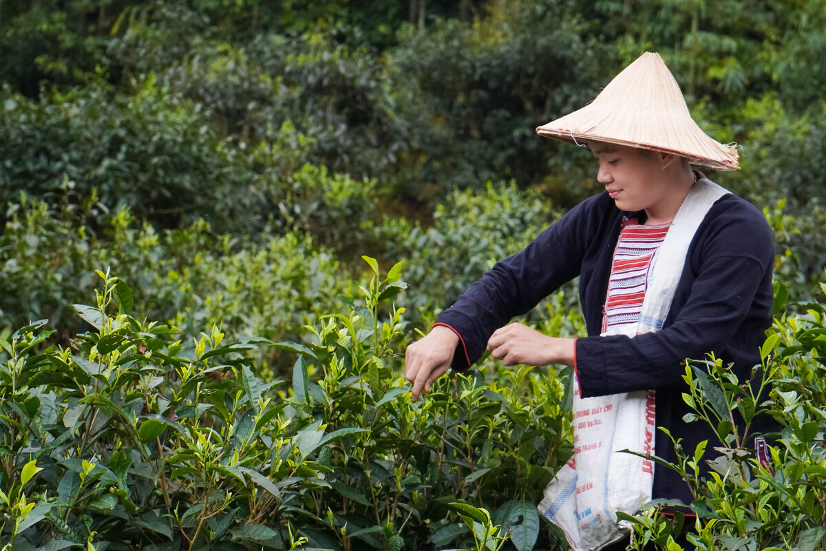 1 kg Trà Bắc pha được bao nhiêu ấm? Tính chi phí mỗi ly cho quán Người hái chè đội nón trên núi – định lượng trà cho quán