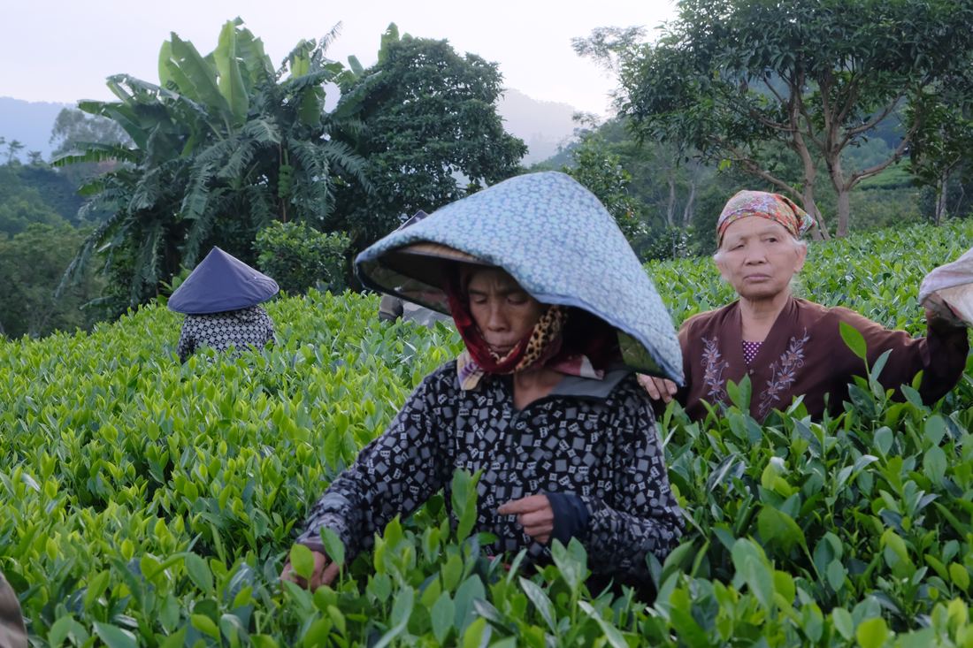 Lấy chè Thái Nguyên ở đâu để bán? Bốn kênh nguồn hàng và rủi ro từng kênh Nhóm bà con hái chè buổi sớm trên nương chè La Bằng, Đại Từ