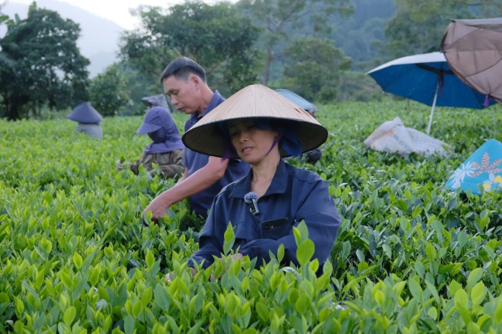 Bán trà qua cửa khẩu sang Trung Quốc: xuất khẩu tiểu ngạch, chính ngạch và hai tầng khách chênh nhau hơn 80 lần Nữ công nhân hái chè trên nương chè La Bằng, Đại Từ, Thái Nguyên