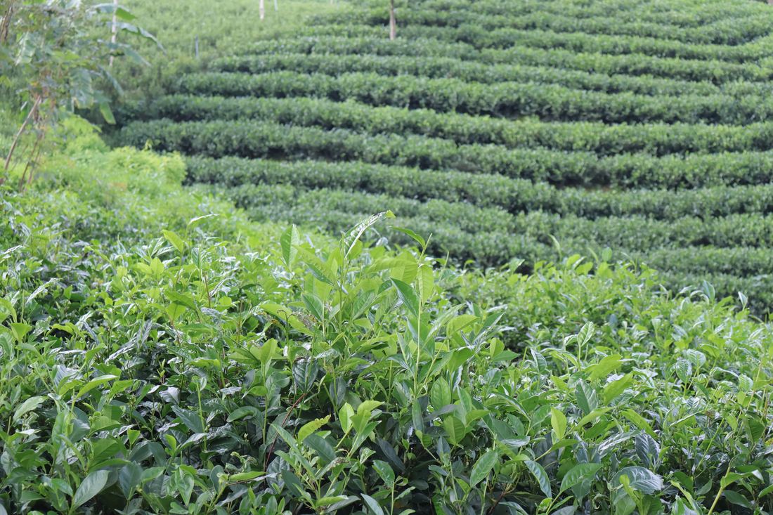 Nương chè bậc thang La Bằng, Đại Từ nhìn từ trên cao