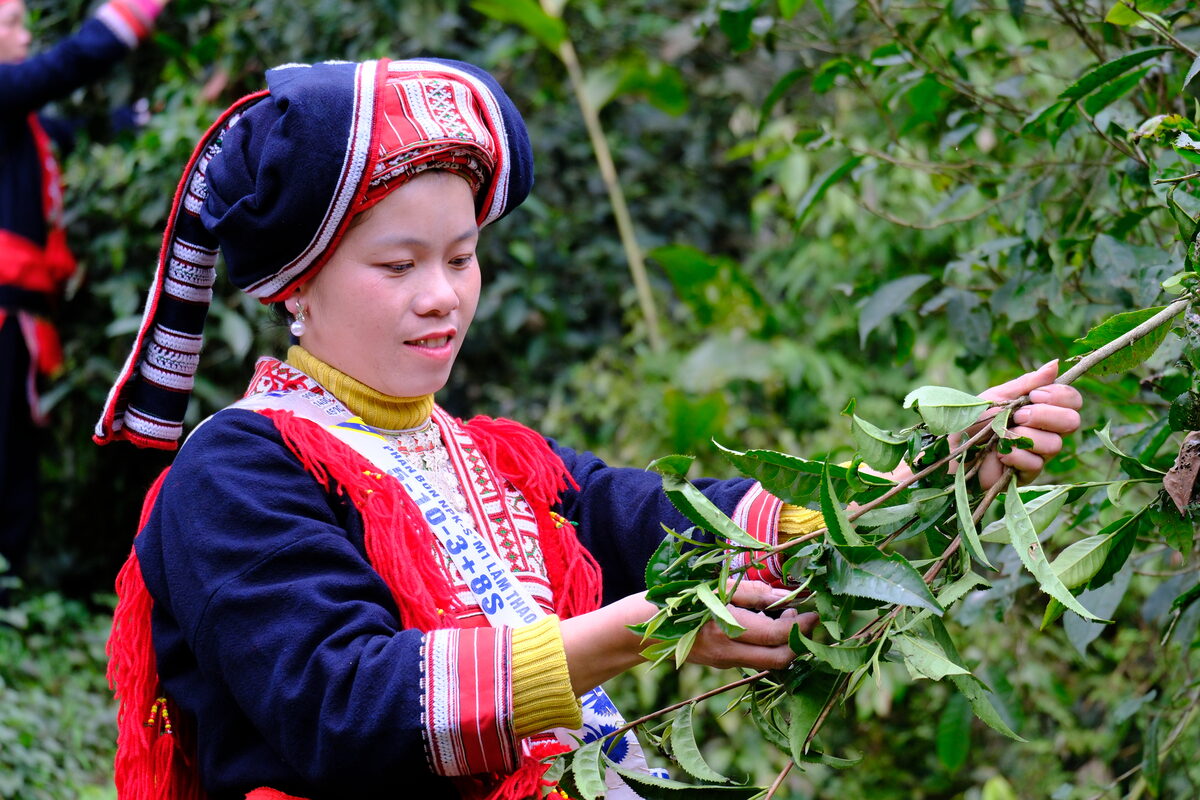 Phụ nữ dân tộc hái chè Shan tuyết trên vùng cao – đại lý chè thái nguyên tại sơn la