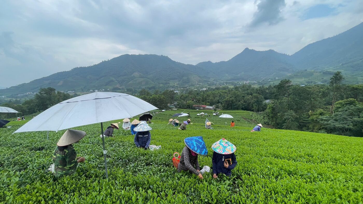 Trà Nõn Cánh Hạc – HTX Tâm Trà Việt – Trà Thái Nguyên chuẩn VietGap Vùng chè của HTX Tâm Trà Việt tại Đại Từ, Thái Nguyên — bà con đang thu hái chè